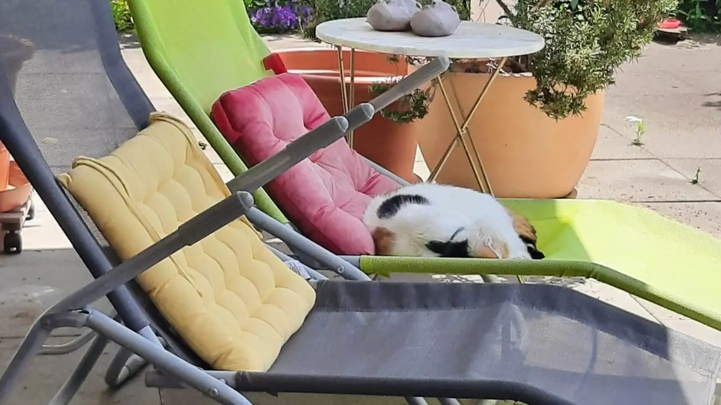 Apartment for rent - Mühlemattstrasse 11, 8903 Birmensdorf ZH - Photo 3