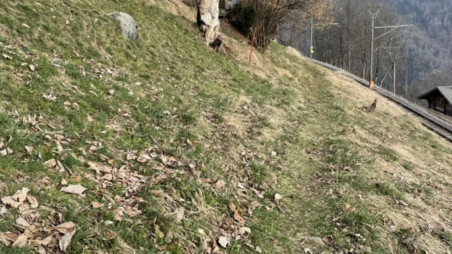 Terreno edificabile in vendita - 1882 Gryon - Photo 2