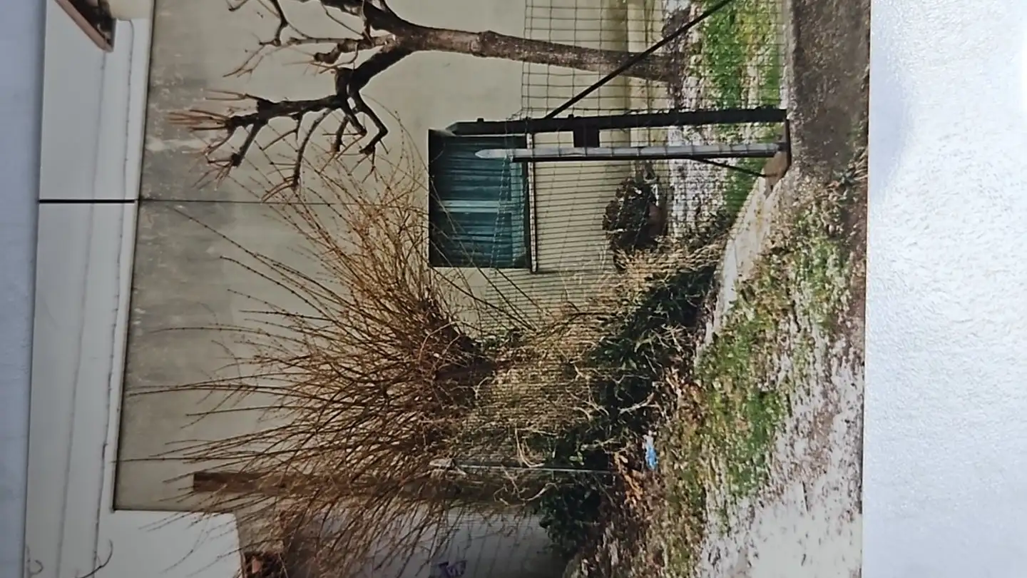 Einfamilienhaus kaufen - 6513 Monte Carasso - Foto 2