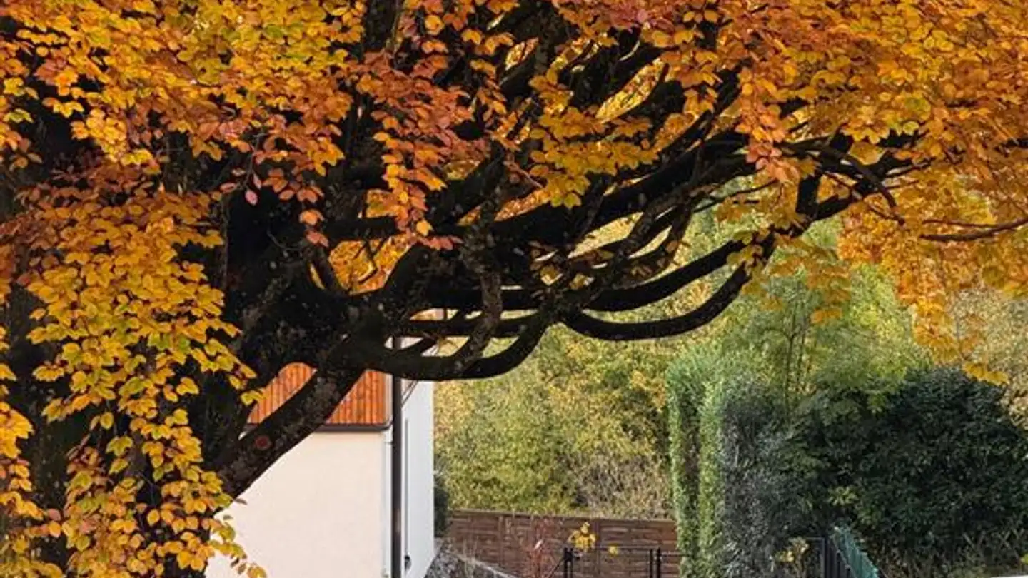 Casa a schiera in vendita - Chemin De Boissonnet 15, 1010 Lausanne - Photo 4