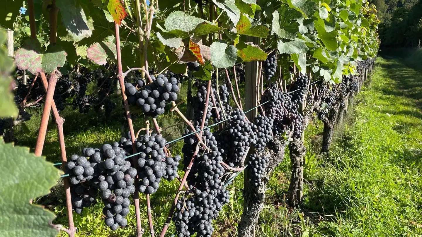 Appartamento in vendita - Kirchweg 10A, 8476 Unterstammheim - Photo 3