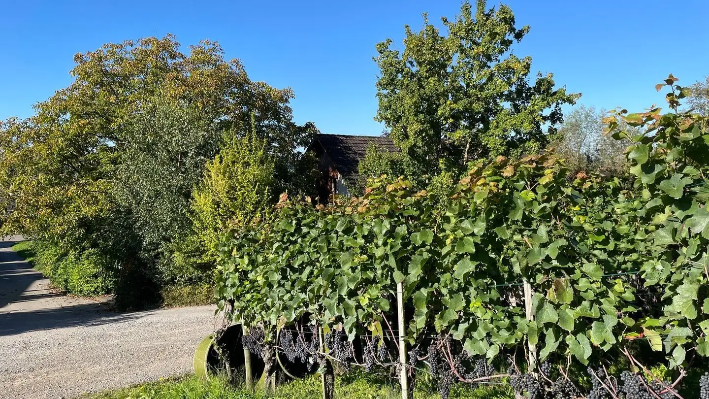 Appartamento in vendita - Kirchweg 10A, 8476 Unterstammheim - Photo 4