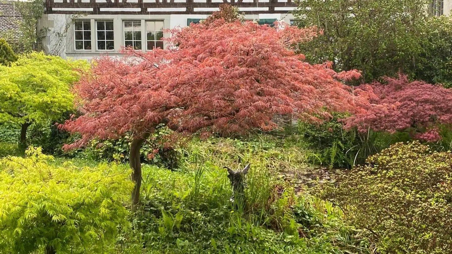 Stanza singola in affitto - 8804 Au ZH - Foto 2