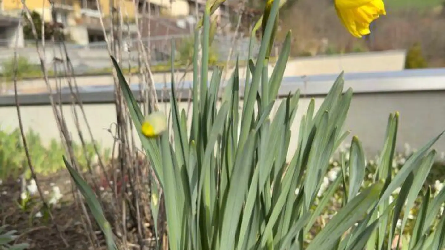 Stepped house for sale - Unterer Rainweg, 3068 Utzigen - Photo 3