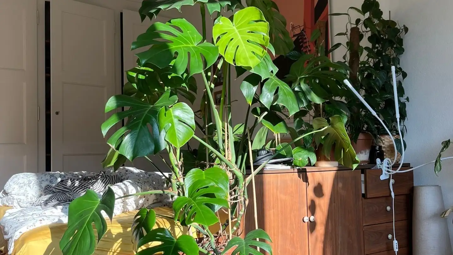 Single room for rent - 3006 Bern - Photo 2