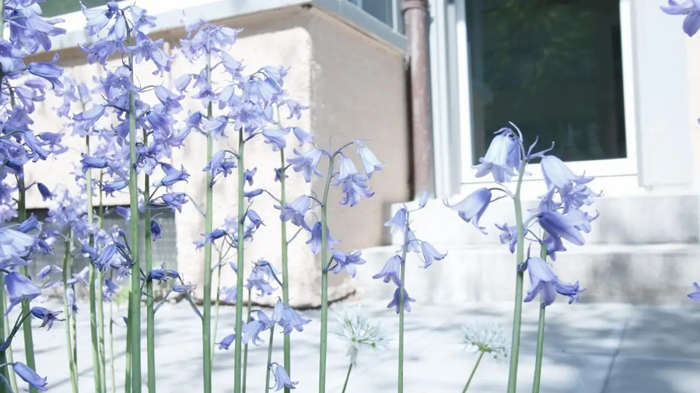 Appartamento in affitto - Uetlibergstrasse 78, 8045 Zürich - Foto 4