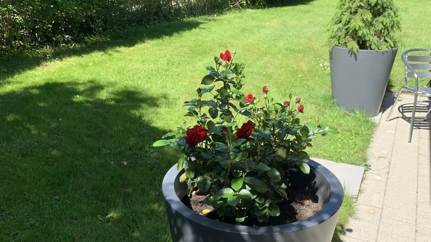 Appartamento in affitto - Neuackerstrasse, 8125 Zollikerberg - Foto 2