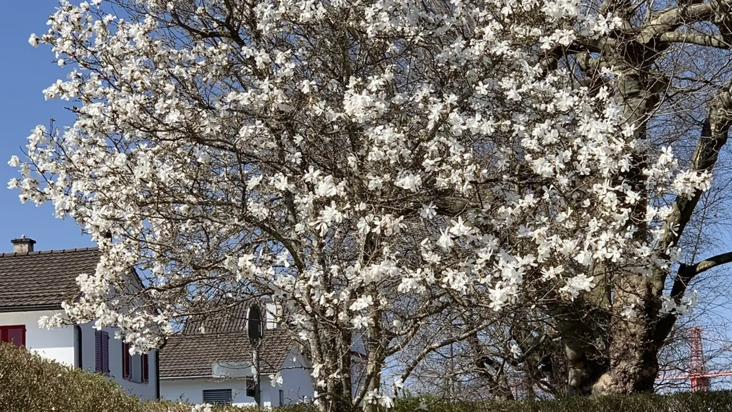 Appartamento in affitto - Neuackerstrasse, 8125 Zollikerberg - Foto 3