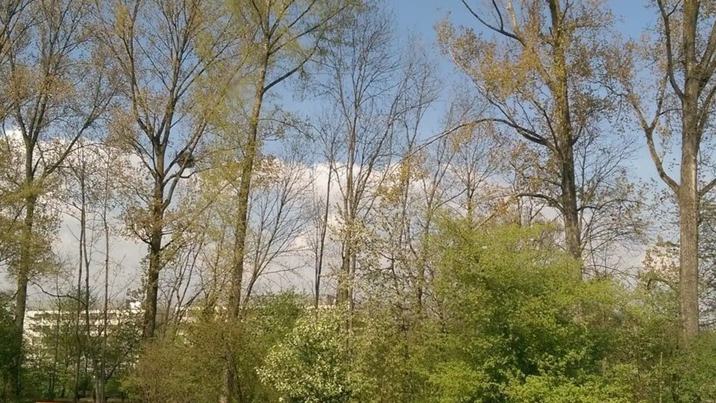 Apartment for rent - Baselmattweg 135b, 4123 Allschwil - Photo 2