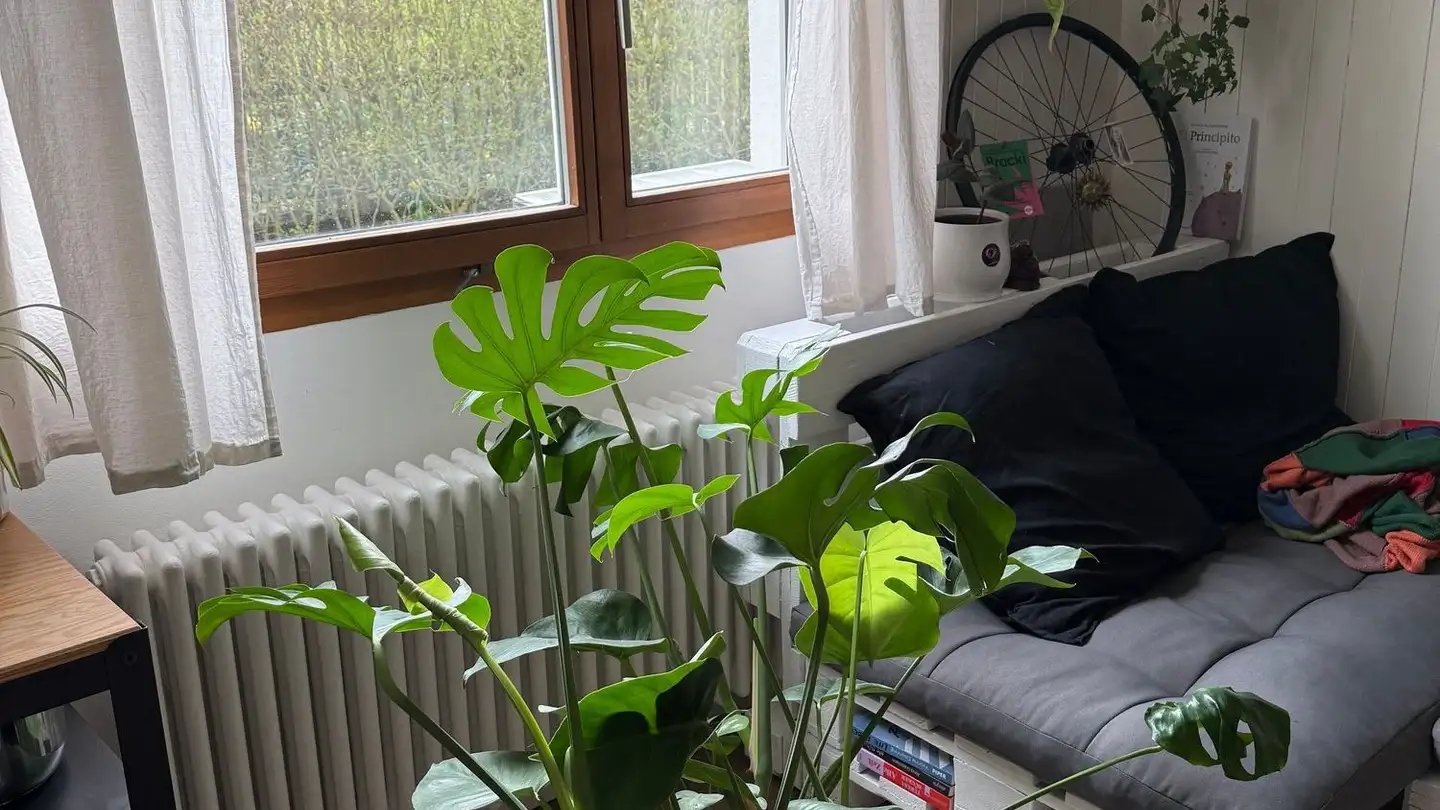 Studio mieten - Altsagenstrasse 26, 6048 Horw