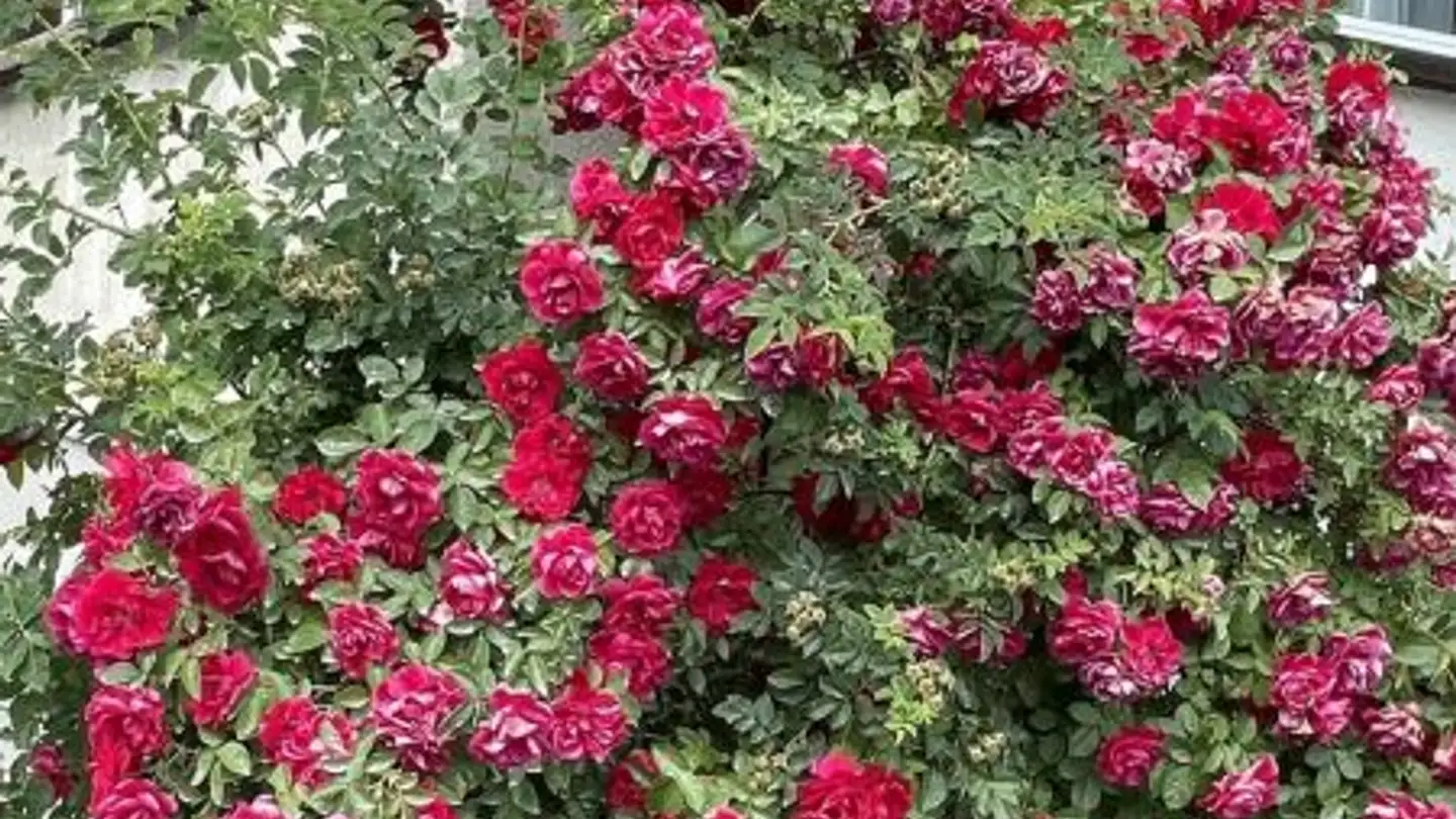 Wohnung kaufen - Kantonsstrasse 41, 3910 Saas-Grund - Foto 3