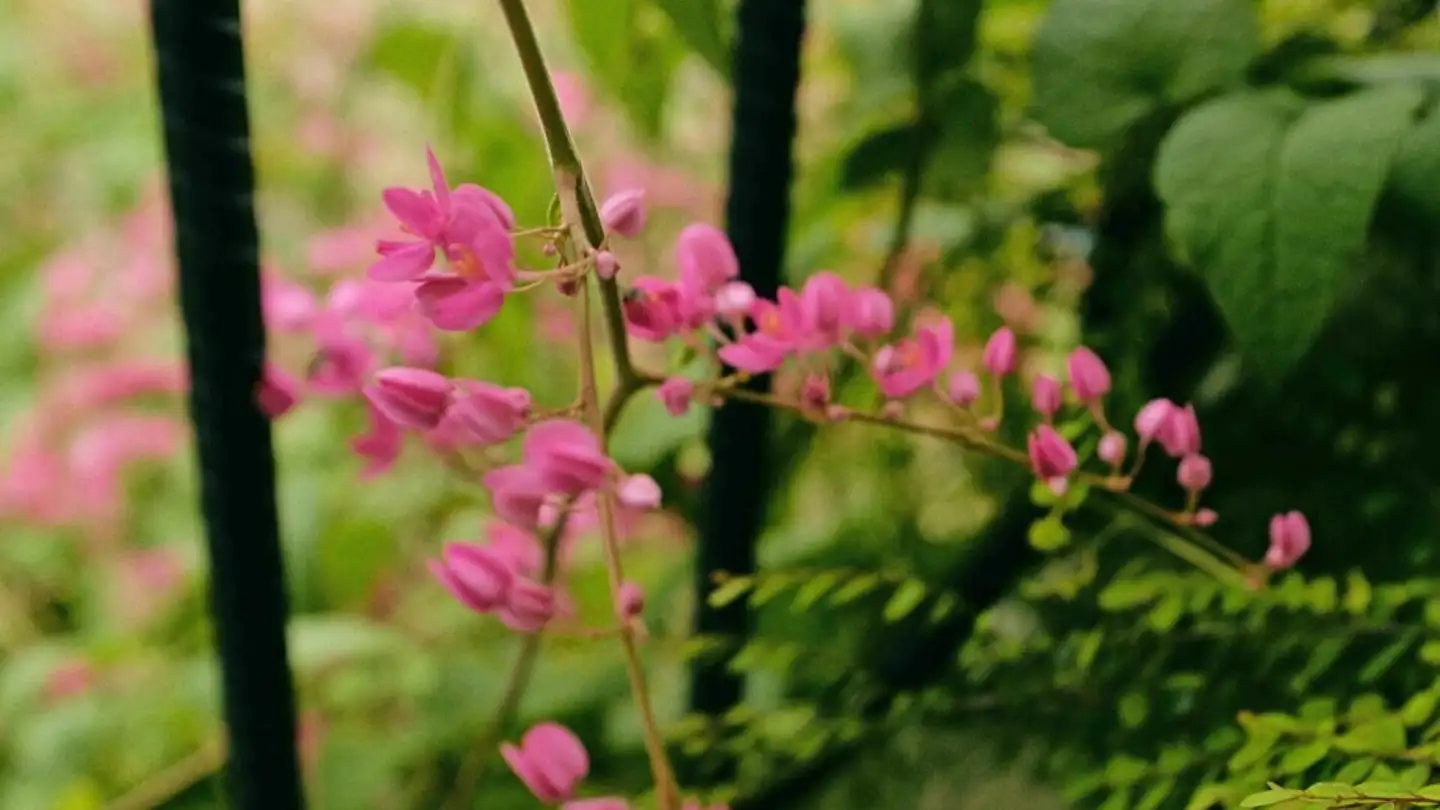 Single house for rent - 1206 Genève