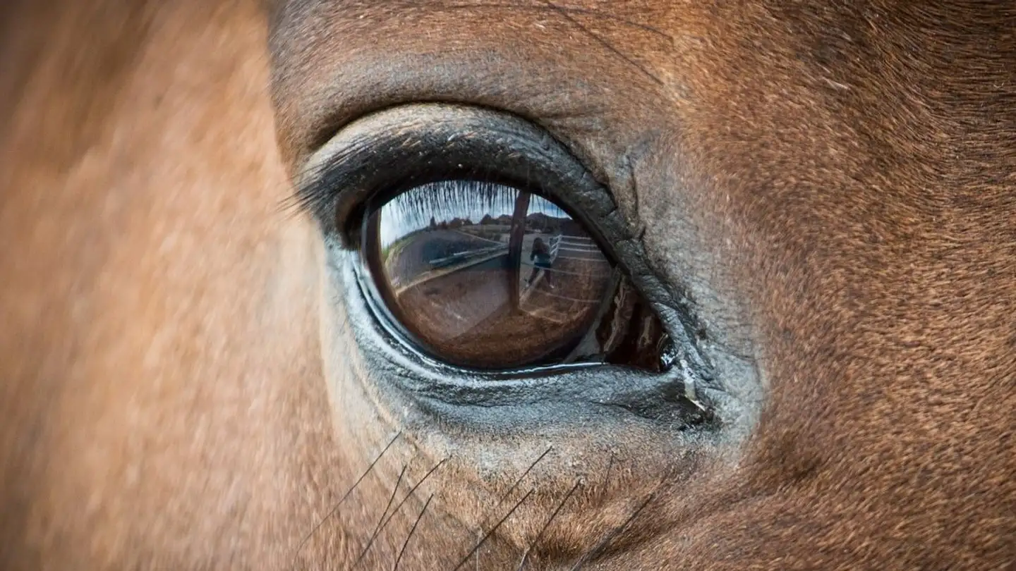 Ferme à vendre - 3004 Bern