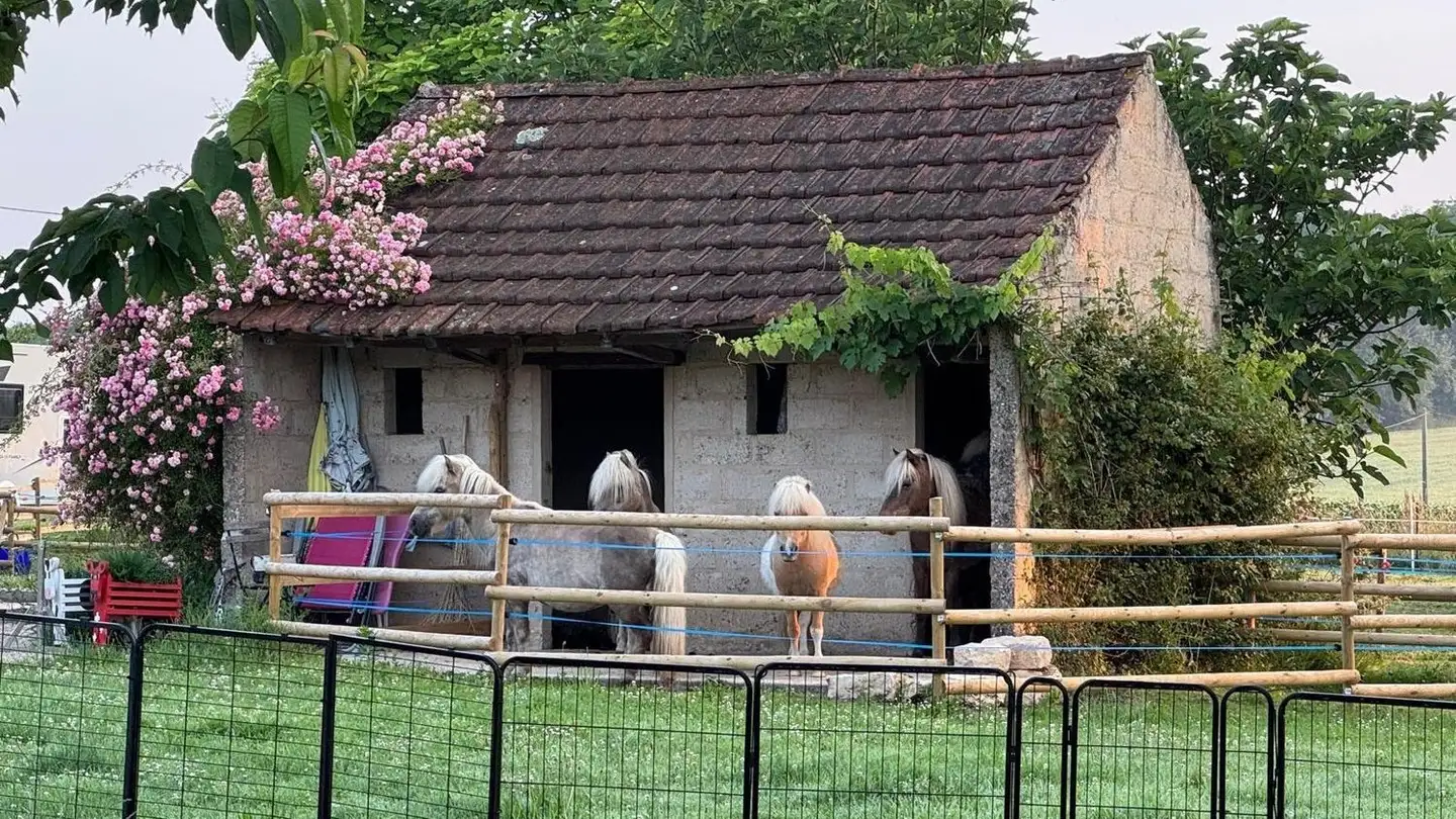 Fattoria in vendita - 3065 Bolligen - Foto 4