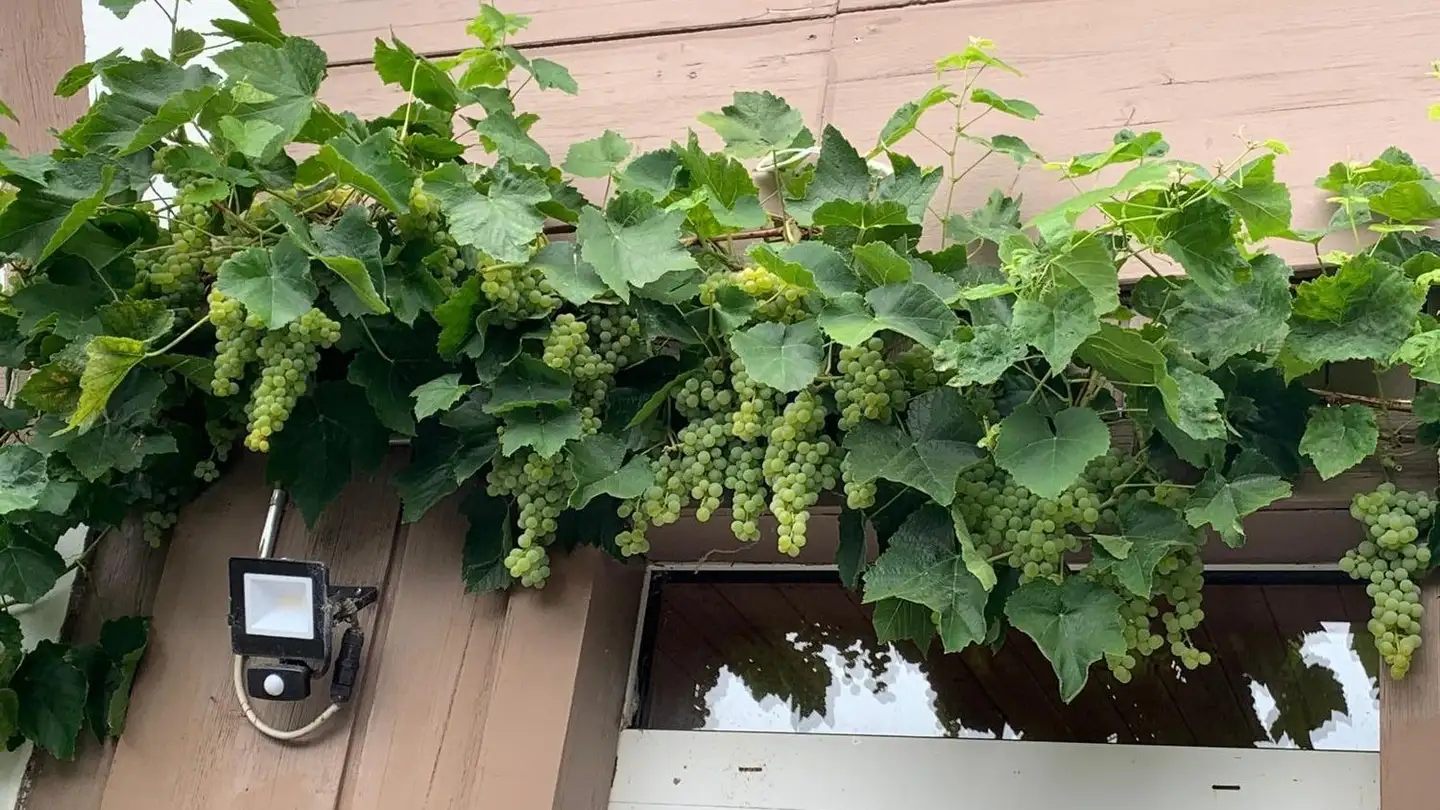 Wohnung mieten - Hauptstrasse 58, 3254 Messen - Foto 3