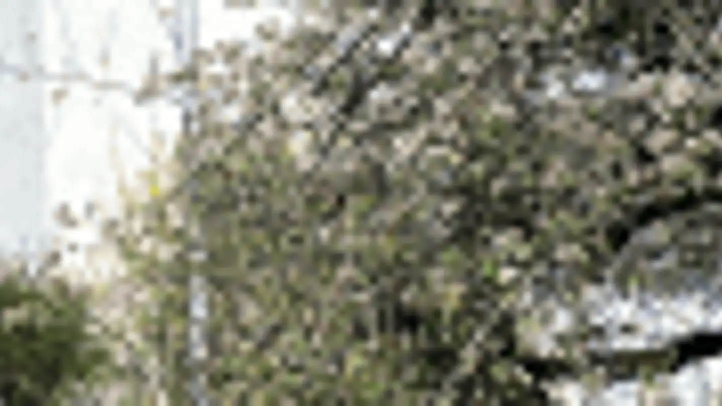 Appartamento in affitto - Harthweg 11, 4254 Liesberg Dorf - Photo 2