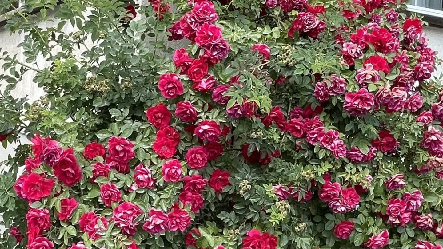 Appartamento in vendita - 3910 Saas-Grund - Photo 4