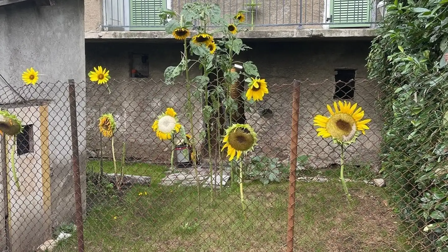 Apartment for rent - Pasquée, 6965 Cadro - Photo 2