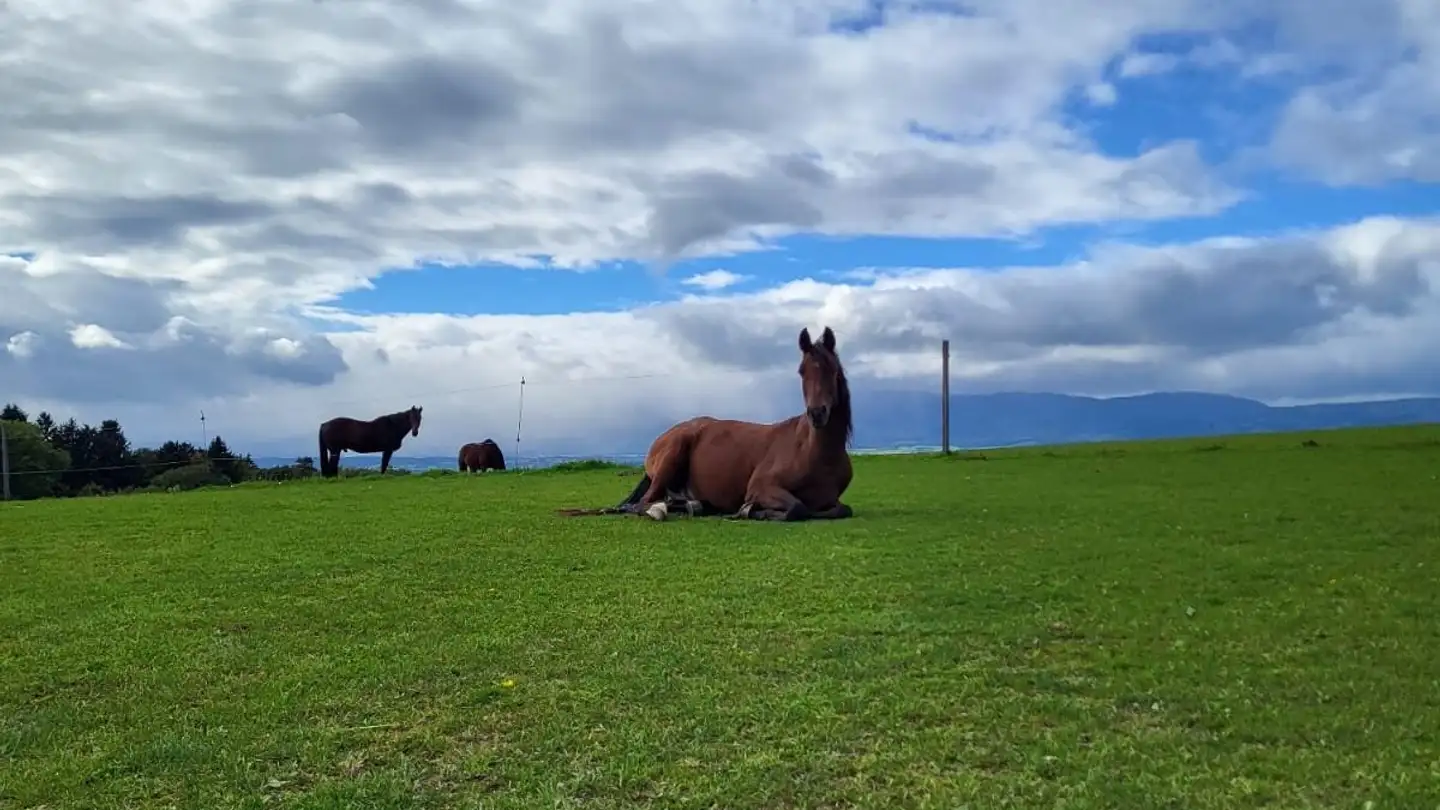 Casa singola in affitto - 1042 Bettens