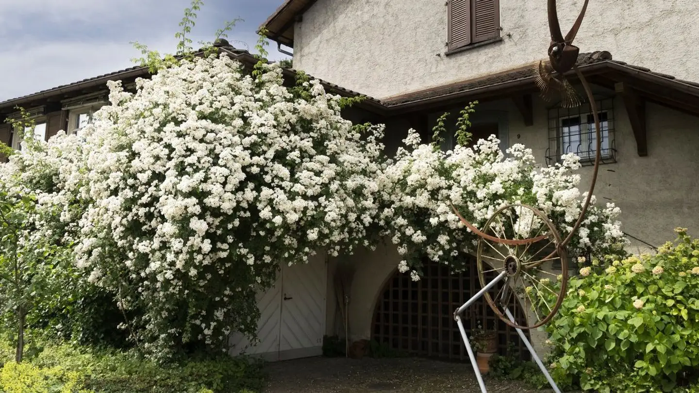 Maison individuelle à louer - Schönbühlweg 9, 3400 Burgdorf - Photo 2