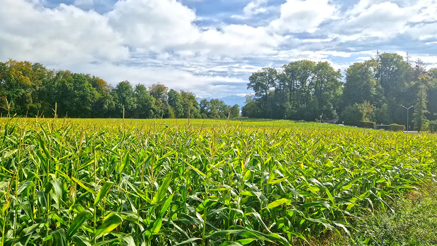 Semi-detached house for sale - 1023 Crissier