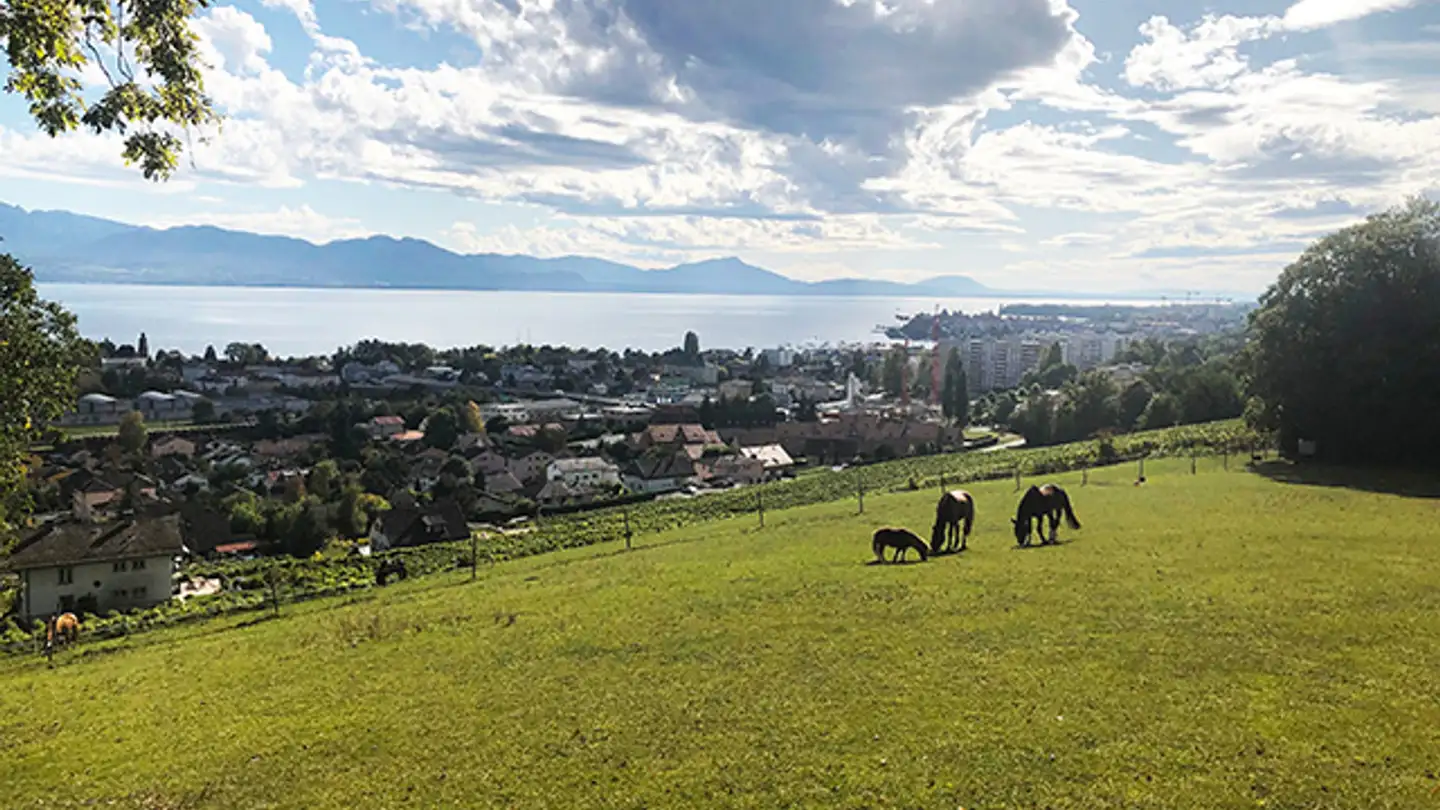 Maison individuelle à vendre - 1110 Morges