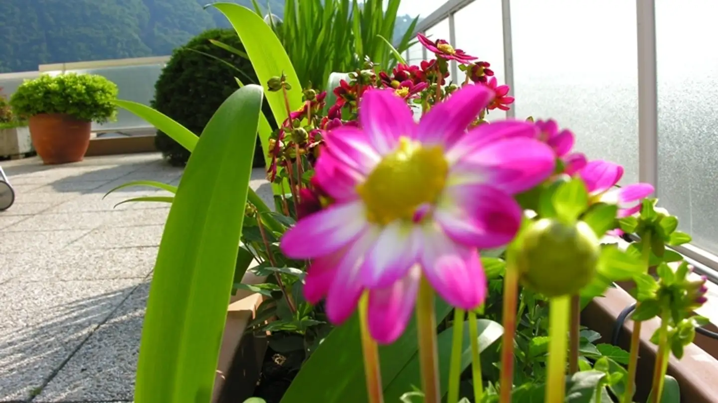 Penthouse kaufen - Via Cappella 2, 6616 Losone - Foto 4
