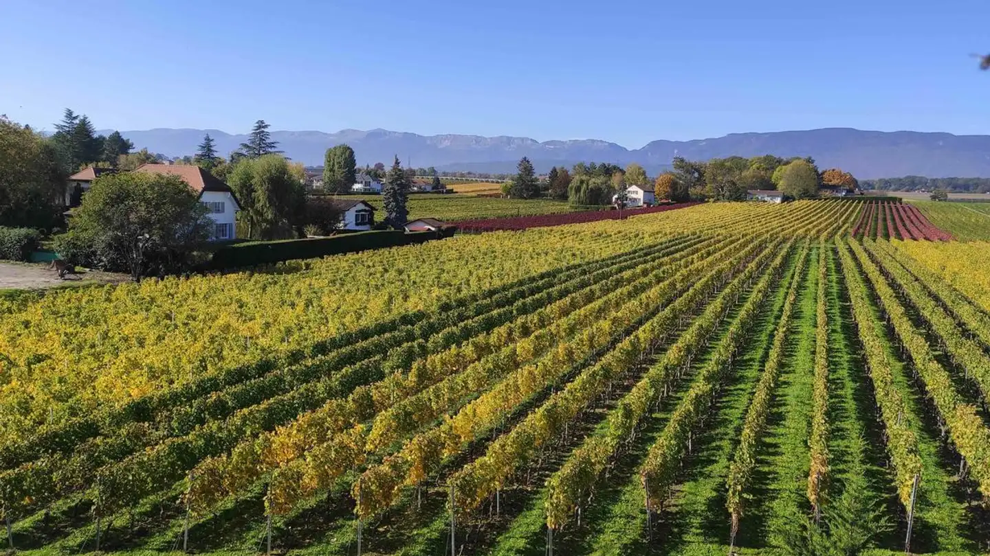 Wohnung mieten - Chemin de la Treille 7b, 1297 Founex - Foto 3