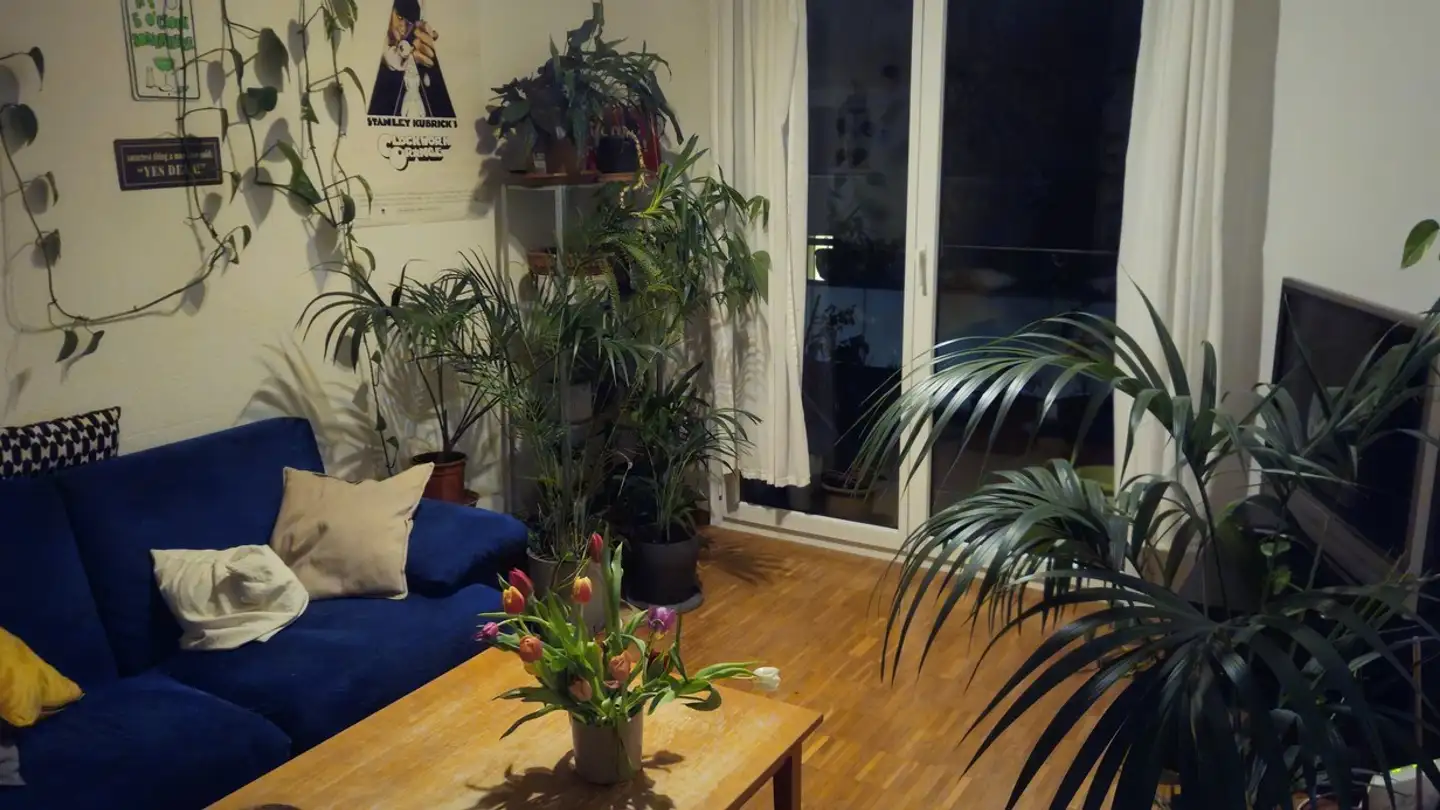 Stanza singola in affitto - 8050 Zürich