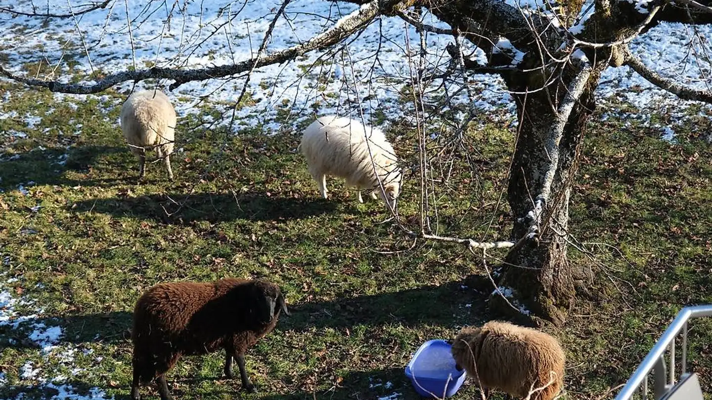 Terreno edificabile in vendita - Rue Des Jeanneret 61, 2400 Le Locle - Photo 2