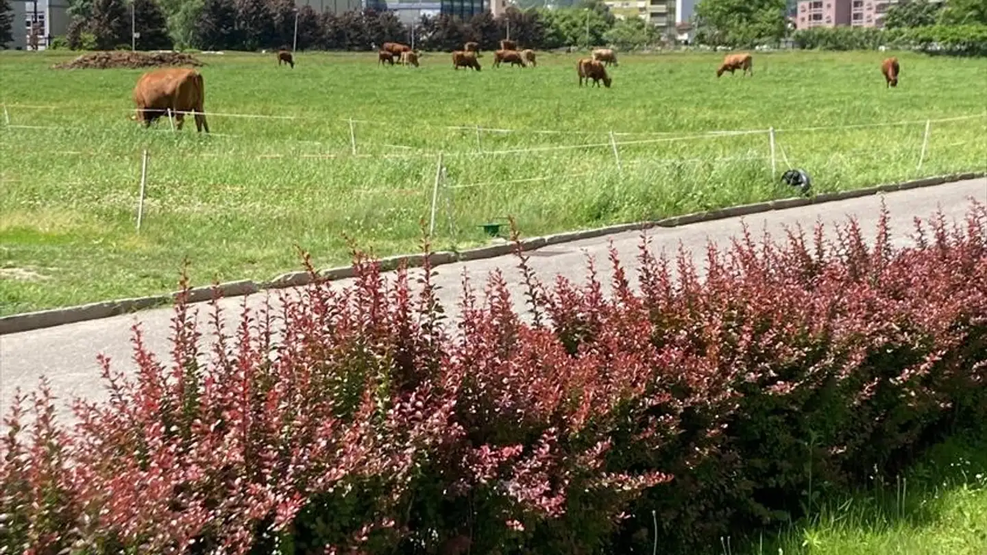 Wohnung mieten - Via Quinta 59, 6710 Biasca