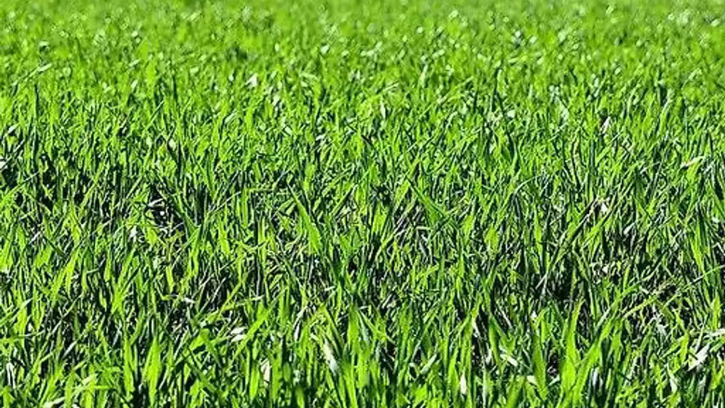 Constructible plot for sale - Via Ludiano, 6721 Ludiano