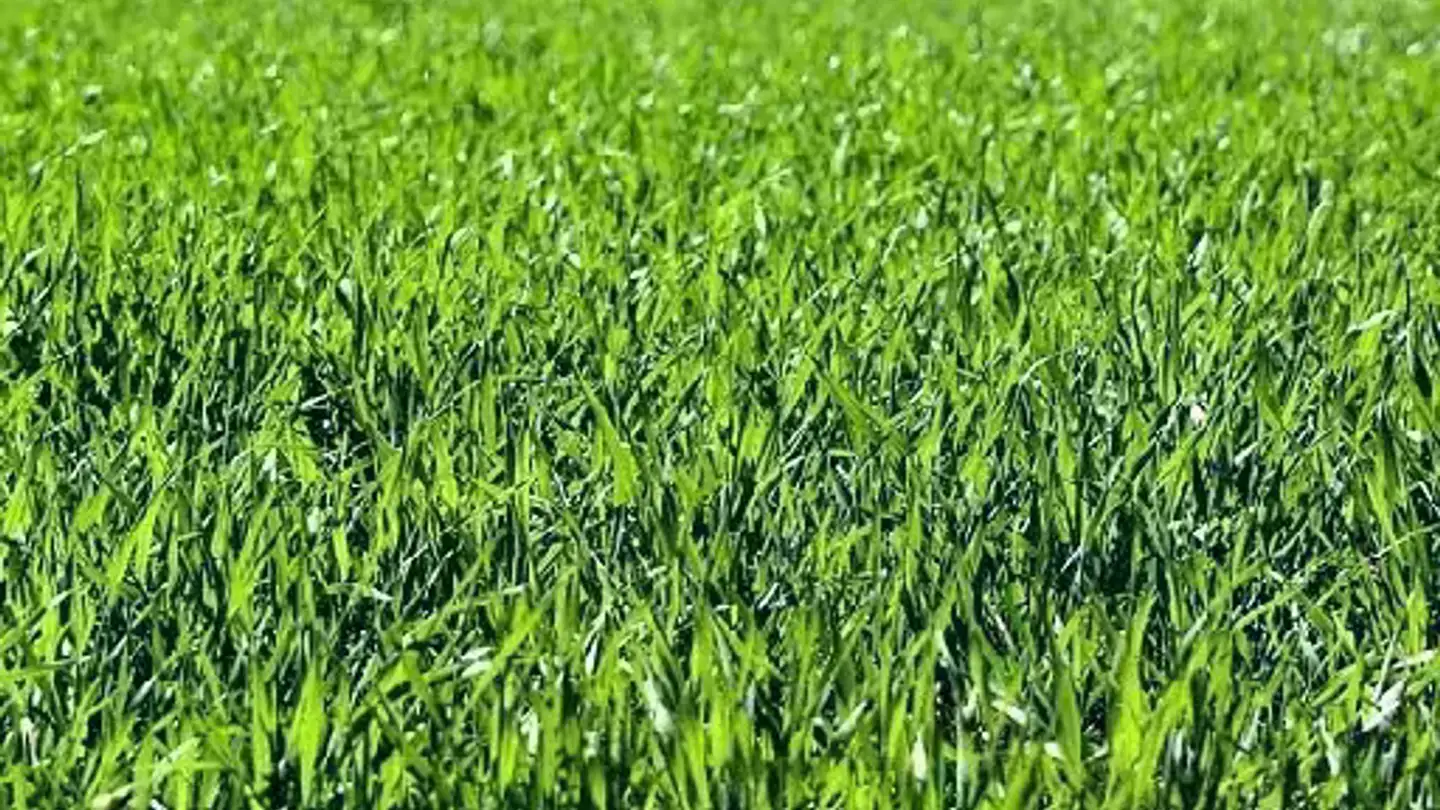 Constructible plot for sale - 6702 Claro