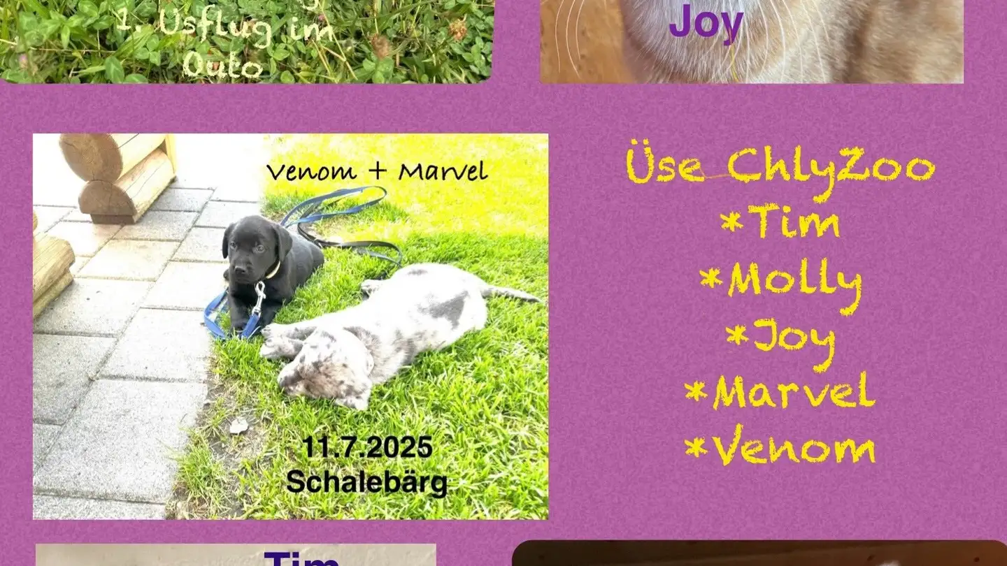 Appartement à louer - 3150 Schwarzenburg