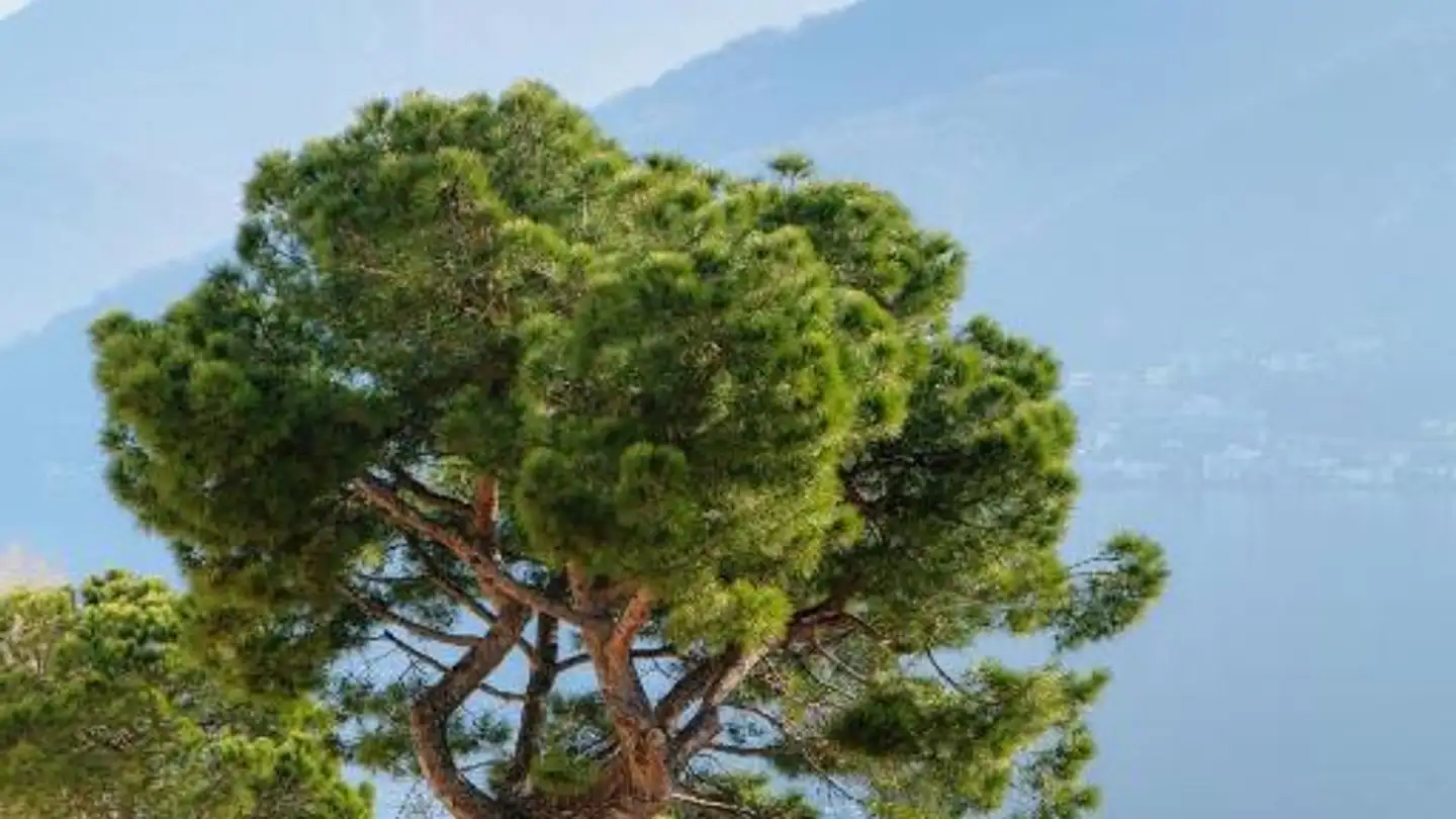 Apartment for rent - Riva Dal Drèra 2, 6922 Morcote