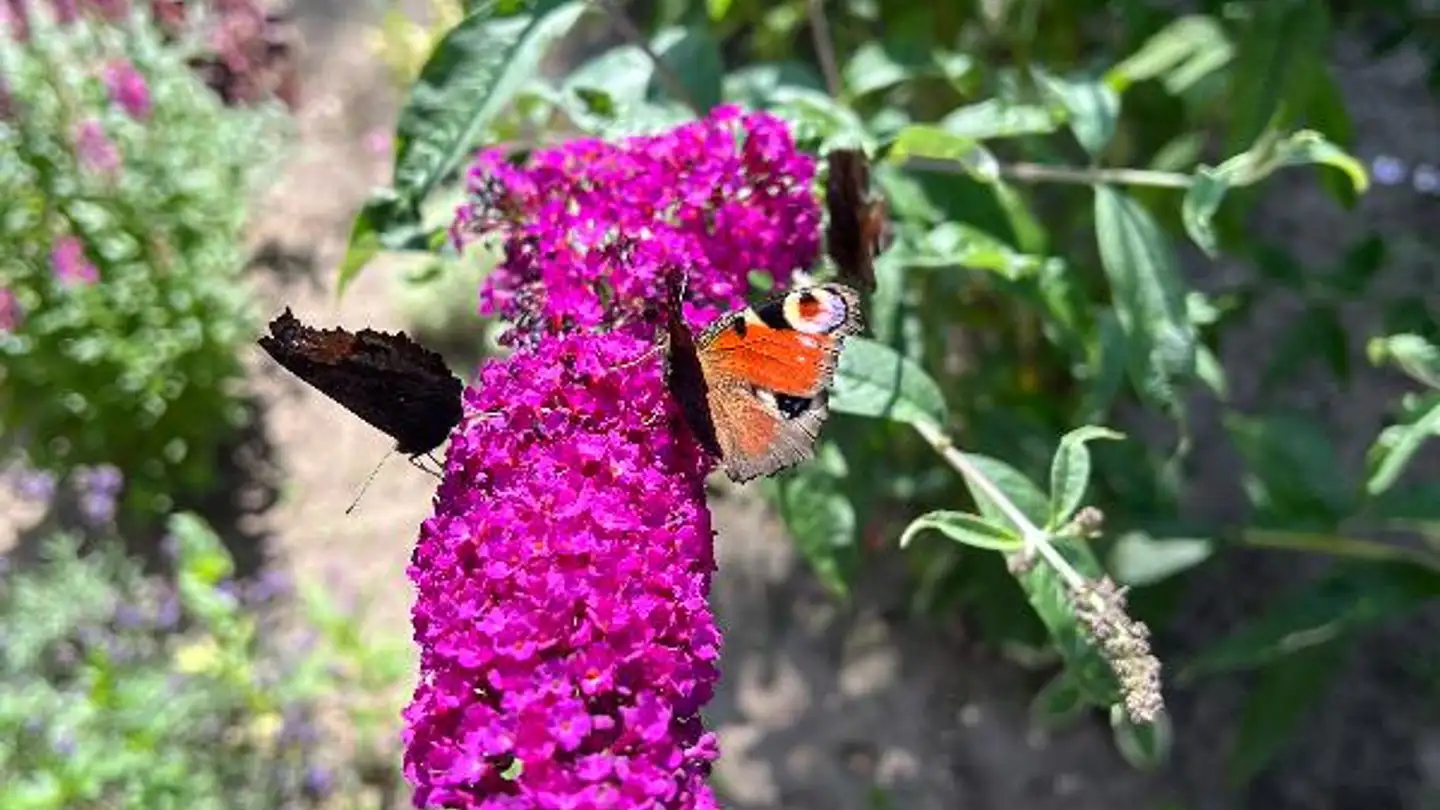 Wohnung mieten - 3655 Sigriswil