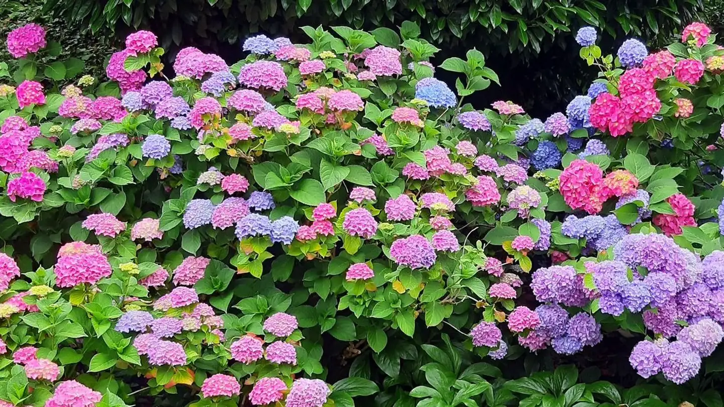 Einfamilienhaus kaufen - Rankstrasse, 8645 Jona - Foto 4