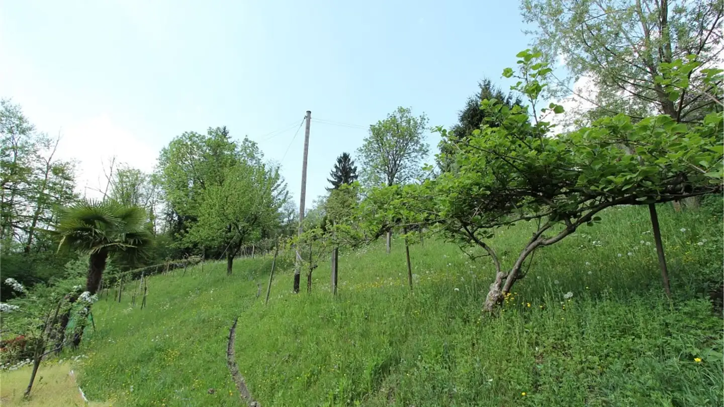 Constructible plot for sale - 6998 Monteggio - Photo 2