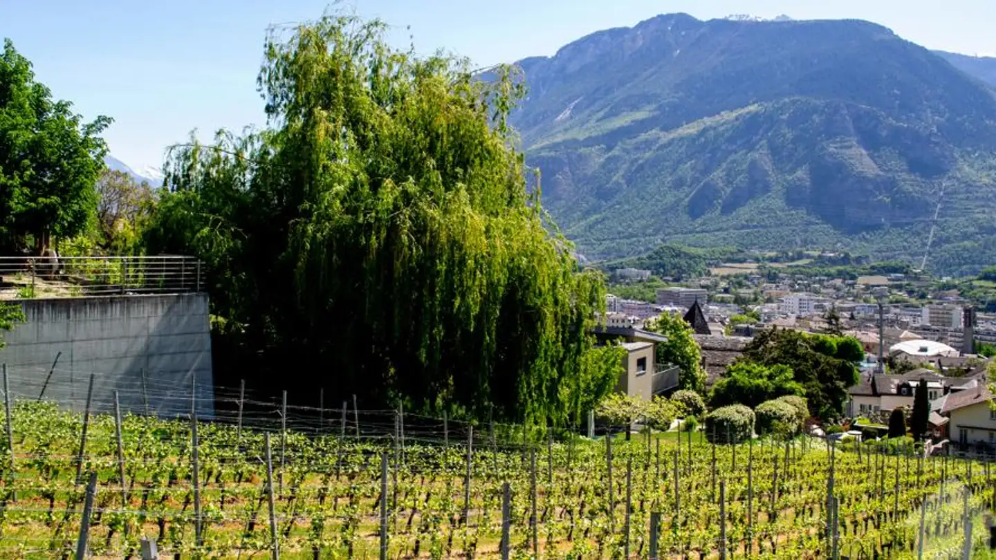 Constructible plot for sale - 3960 Sierre - Photo 3