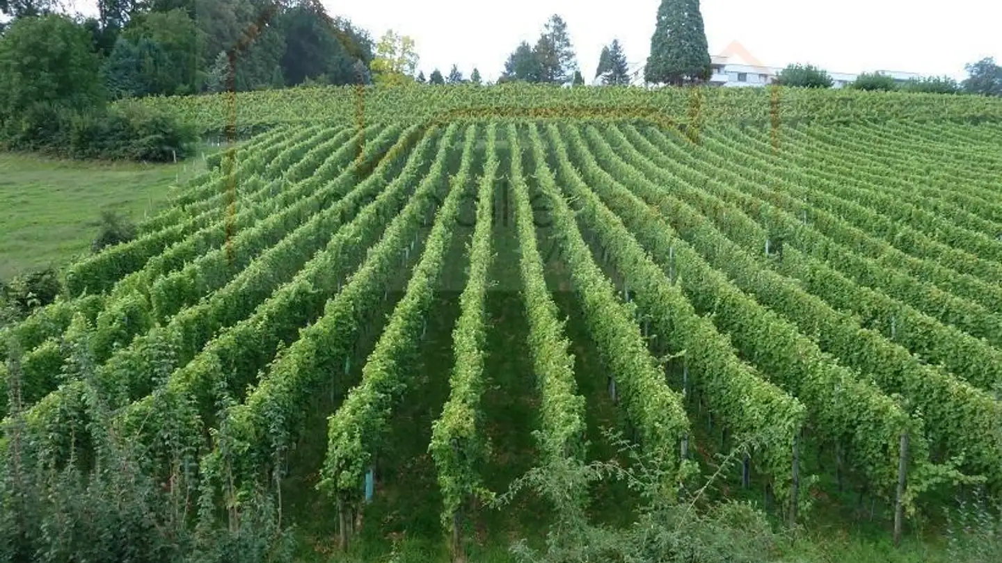 Wohnung mieten - 8730 Uznach - Foto 3