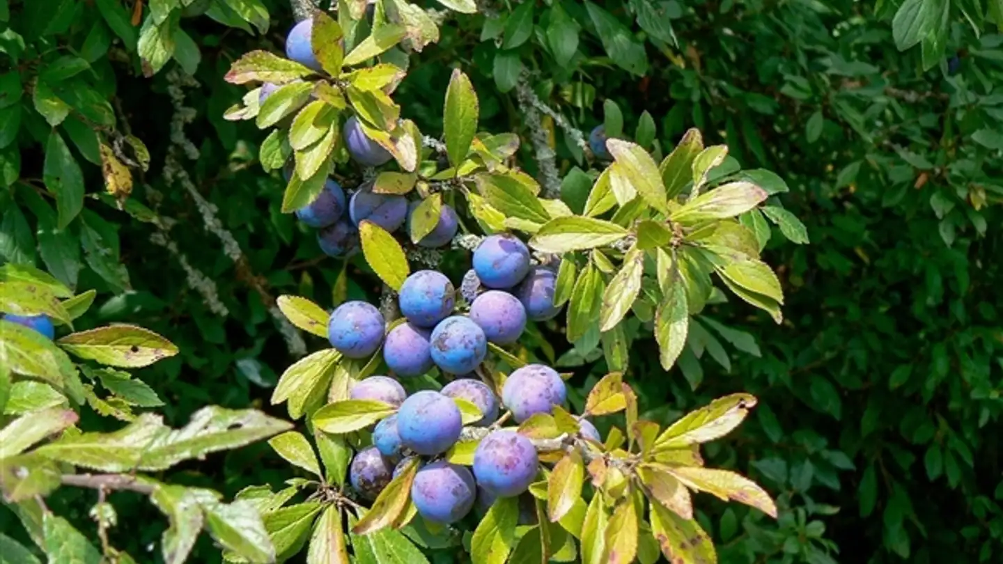 Apartment for rent - Roveray, 1170 Aubonne - Photo 2