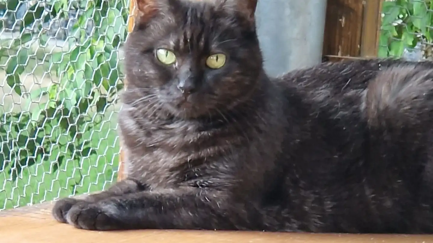 Apartment for rent - 3812 Wilderswil - Photo 2