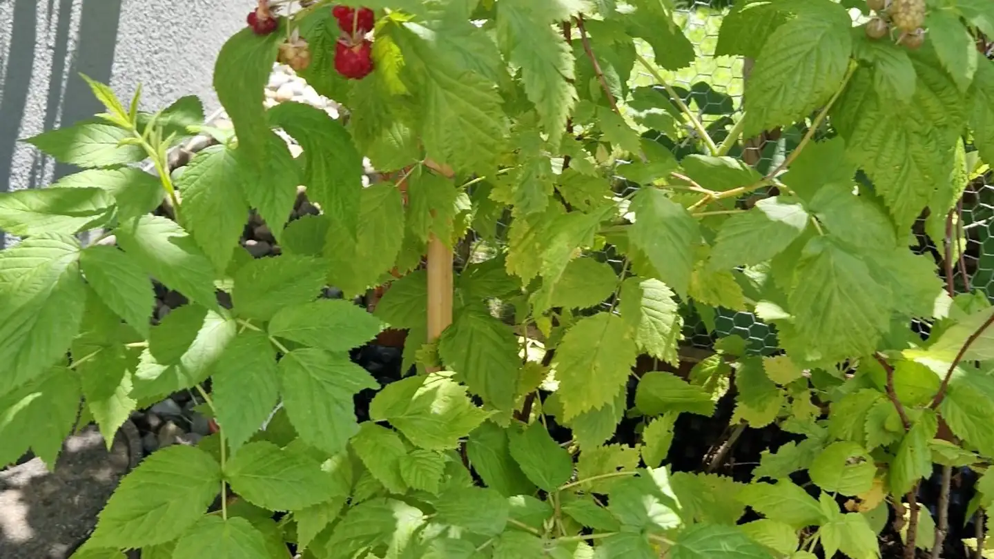 Apartment for rent - 3812 Wilderswil - Photo 3