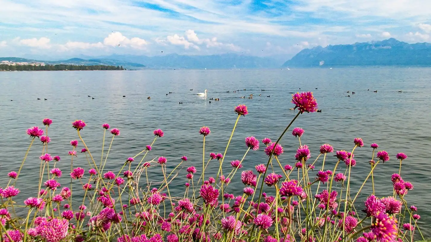 Duplex in vendita - 1110 Morges - Foto 2