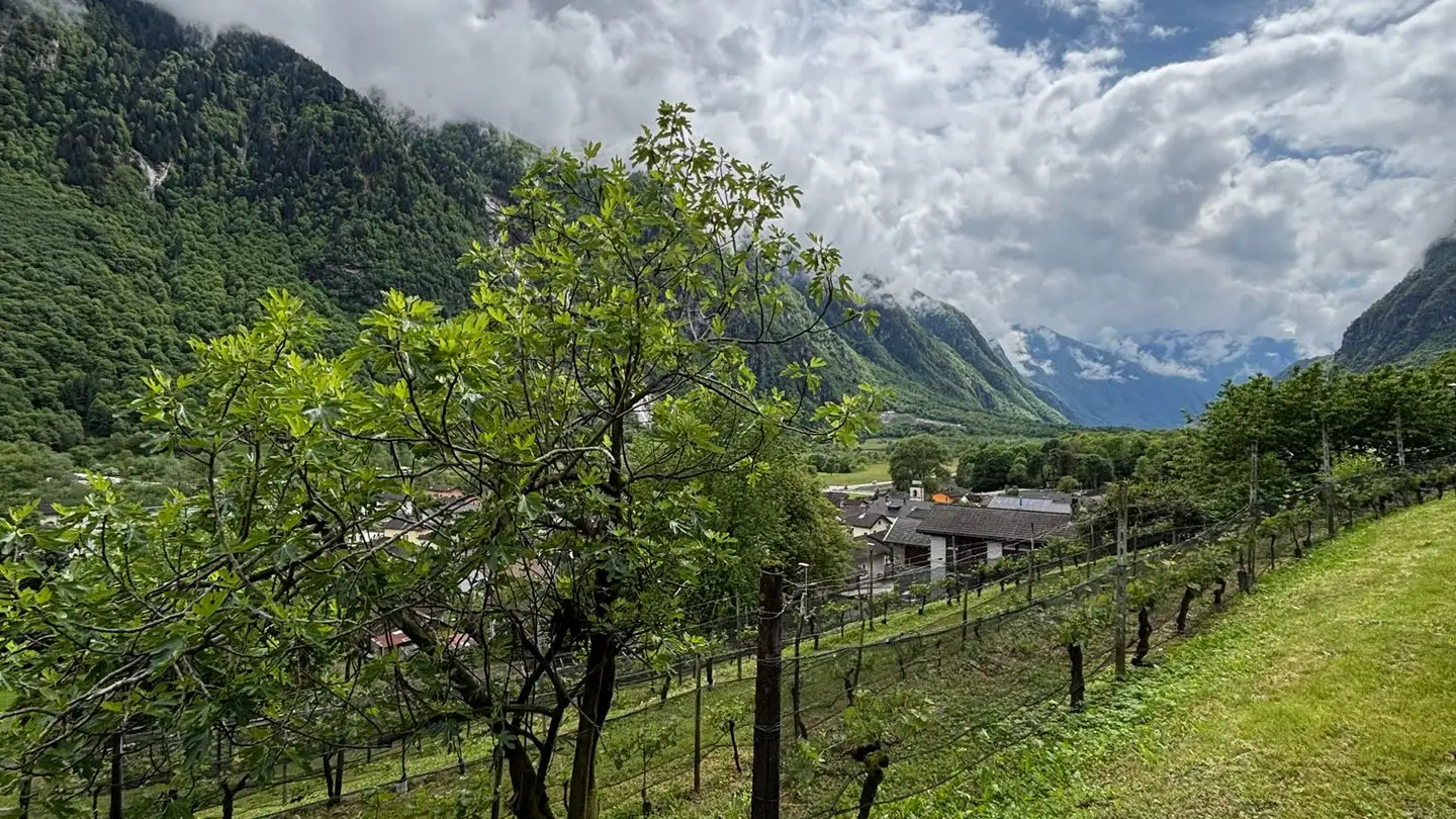Terreno edificabile commerciale in vendita - Stráda Francísca, 6558 Lostallo - Photo 4