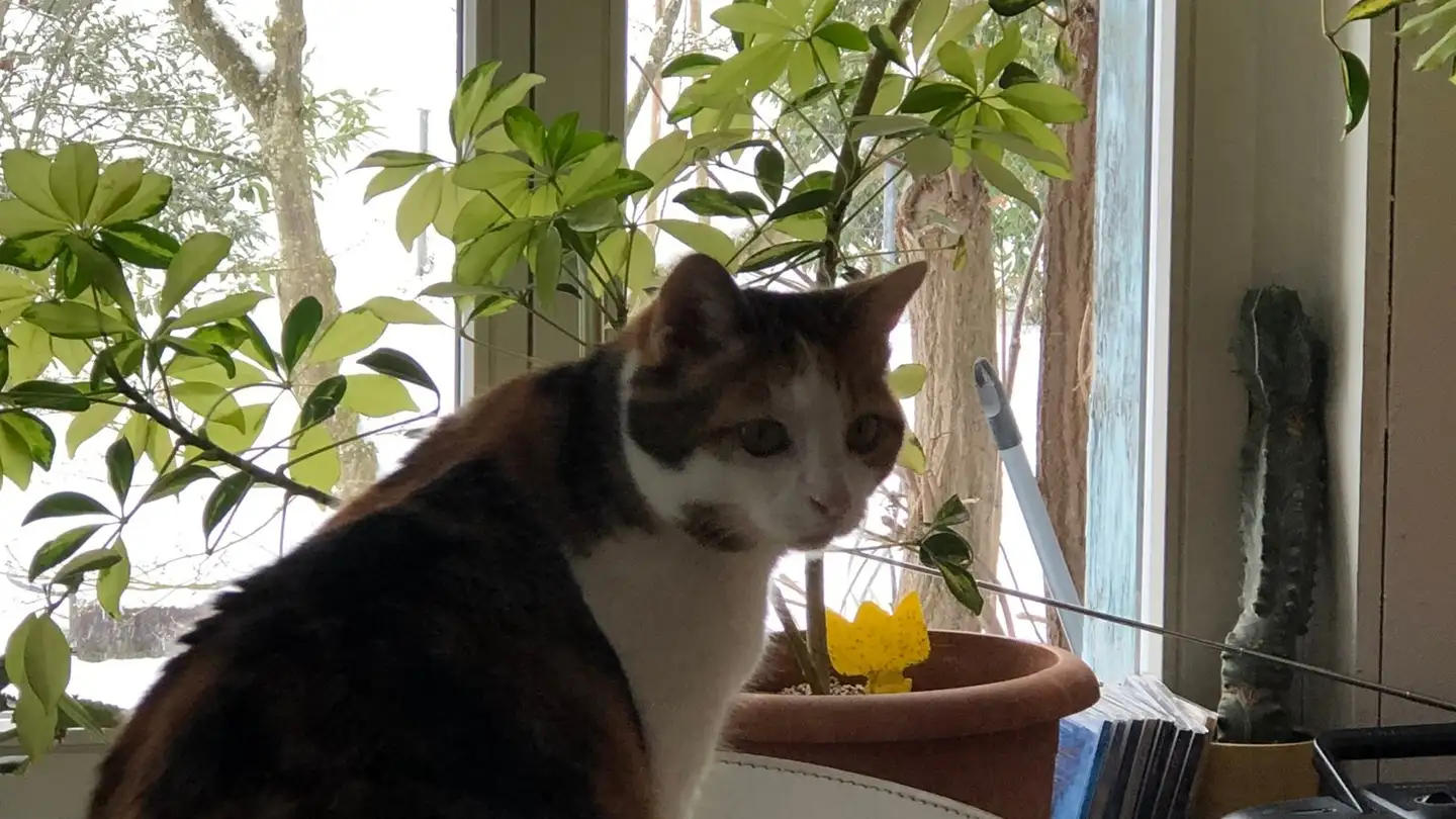 Zimmer mieten - 8280 Kreuzlingen - Foto 4