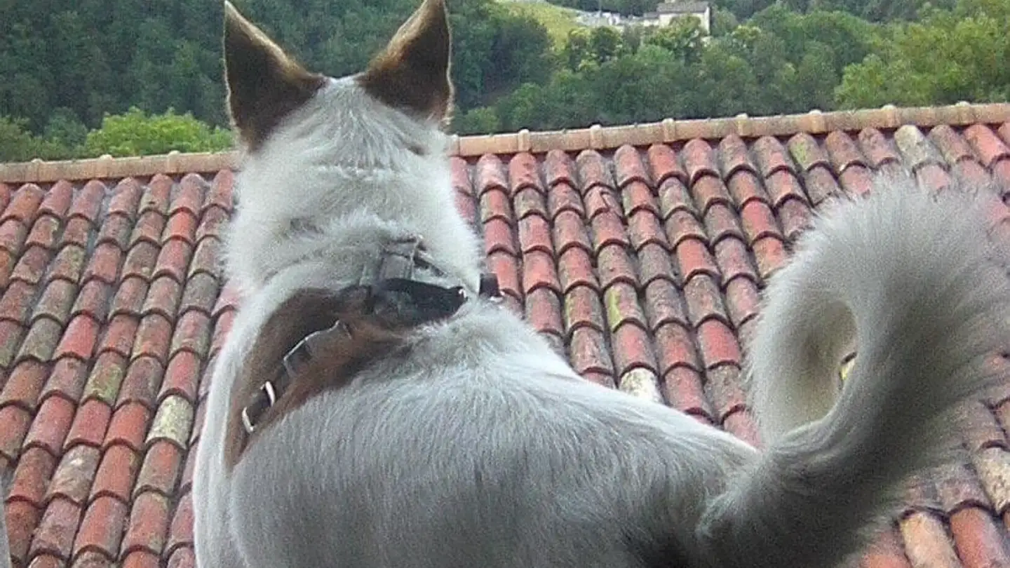 Casa singola in vendita - 6951 Bogno - Foto 2