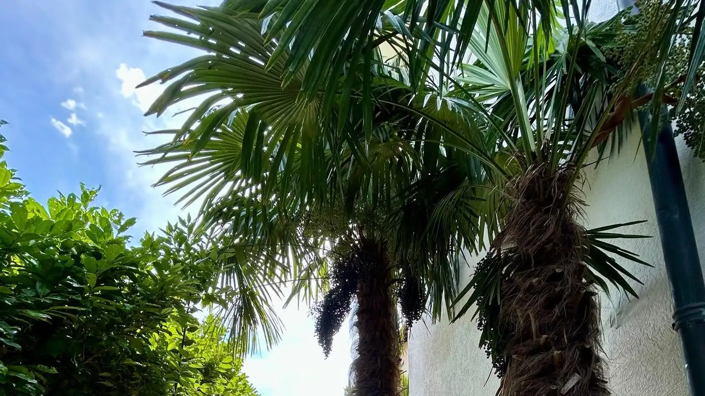 Apartment for rent - Via Ferrera 72, 6612 Ascona