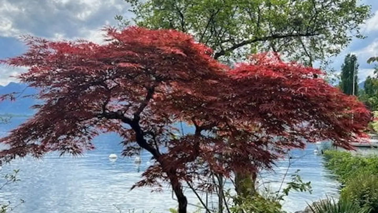 Wohnung mieten - Rue Du Lac, 1815 Clarens