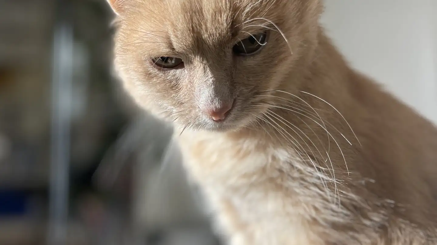 Chambre à louer - 8055 Zürich - Photo 4